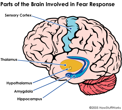 fight-or-flight-response-brain-625478